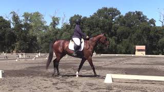 USDF Intro Test B