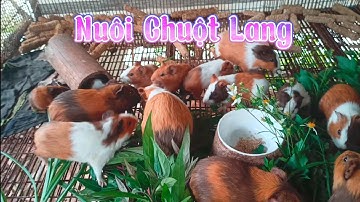 Nuôi Chuột Lang (bọ ú) | Thức ăn của chuột lang dễ kiếm. Guinea pig.