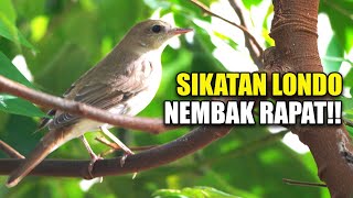 KICAU SUARA BURUNG SIKATAN LONDO GACOR DOR TEMBAKAN RAPAT DI KANDANG AVIARY SEDERHANA