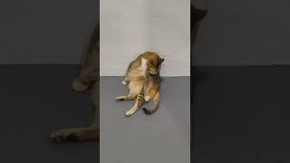 3 Minute of #catgrooming #cat #eunos #singapore #singaporesights