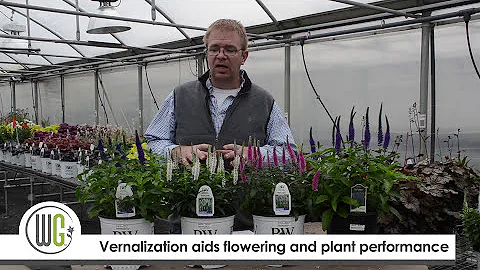 Veronica Production Tips | Walters Gardens