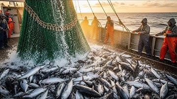 Ngư Dân Bắc Hải Kiếm 100 Triệu Trong 3 Ngày: Đối Mặt Bão Tuyết Để Đánh Bắt Cá Tuyết