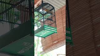 Download Lagu kenari paud riwikan kasar MP3