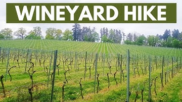 WINEYARD HIKING | GERMAN SUMMER CULTURE | WINE TASTING | STUDY IN GERMANY | MASTERS IN EUROPE