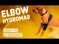 Elbow Hygroma in Dogs