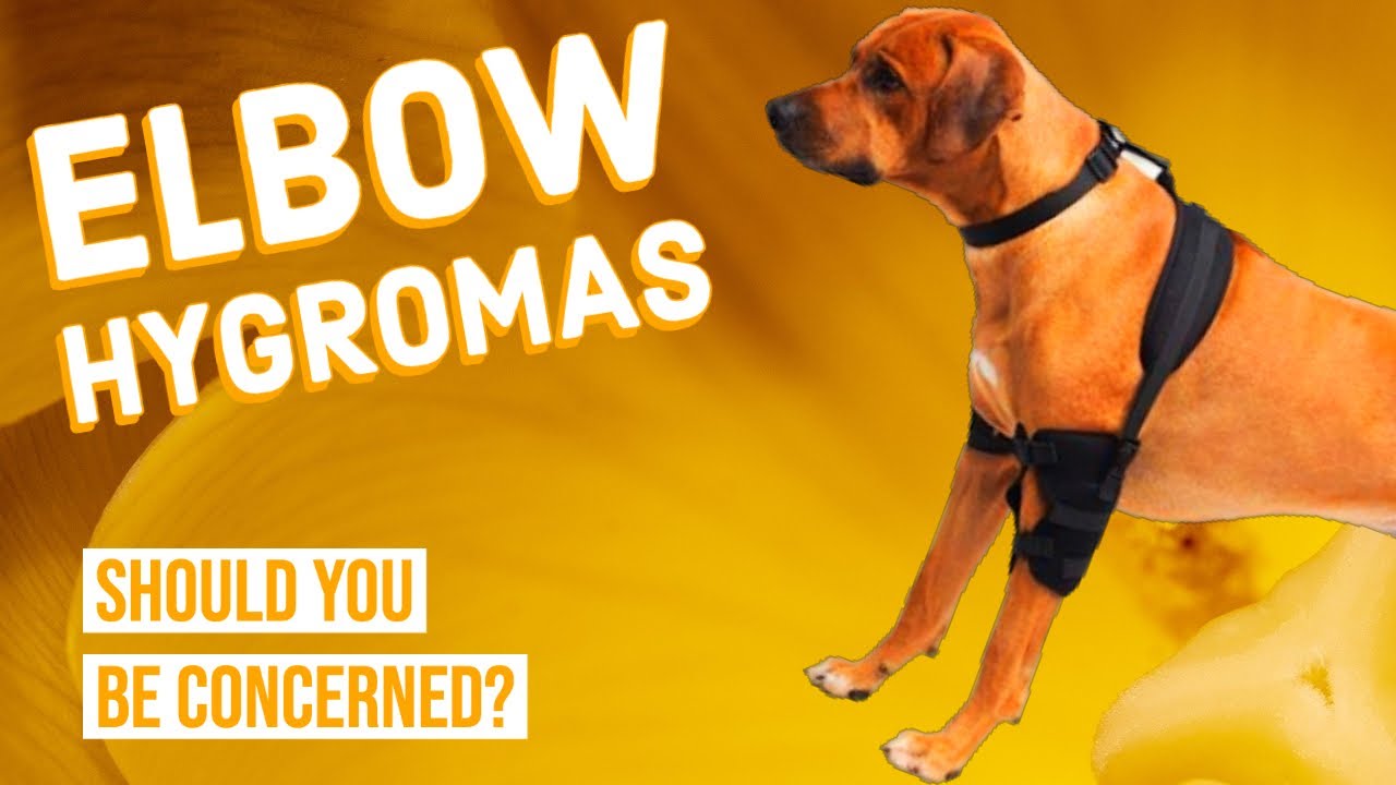Elbow Hygroma in Dogs YouTube