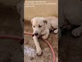 Luna warning about summer #cuteanimal #cutepet #labrador #dogcare
