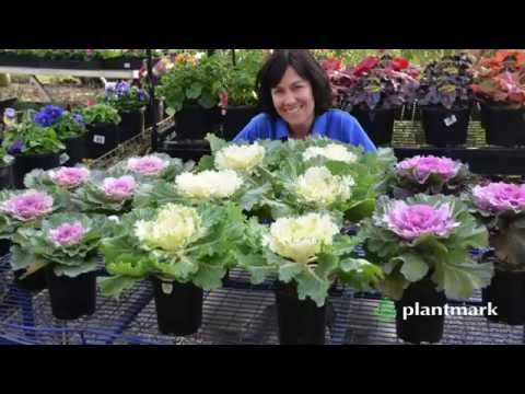 Video: Ornamental Cabbage Nyob Rau Hauv Pots Thiab Vases