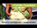 Голова садовая - Капуста, как бороться с вредителями