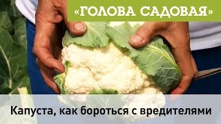 Голова садовая - Капуста, как бороться с вредителями