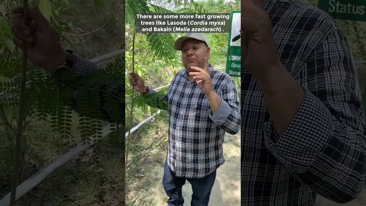 The fastest growing trees to plant.