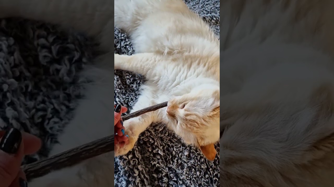 Bâton de matatabi à mâcher, avec plumes, pour chats - Dogcatland