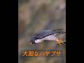 夜になるとフクロウにライバルはいない！ #animals #動物プロダクション #動物