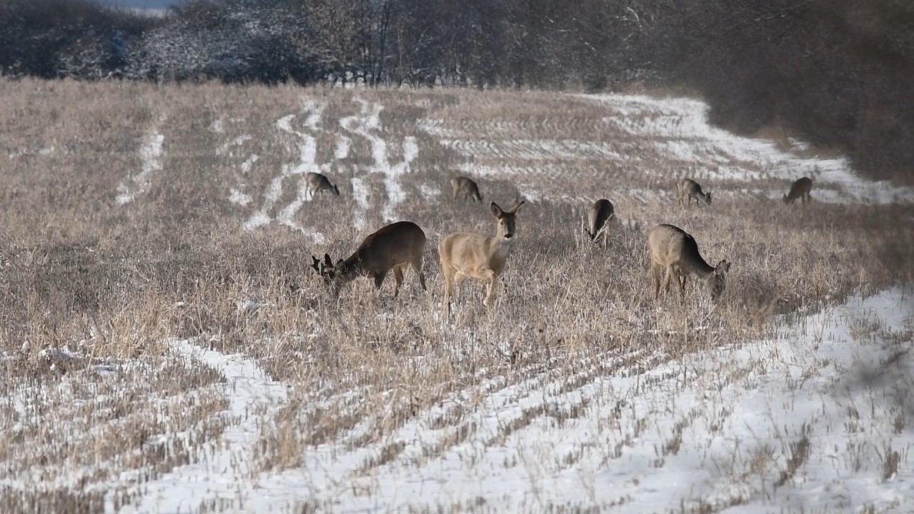 Рекордна зграя.