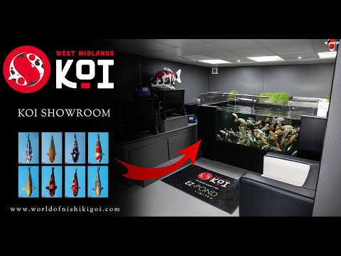 West Midlands Koi - Showroom Tour - Ez-Pond