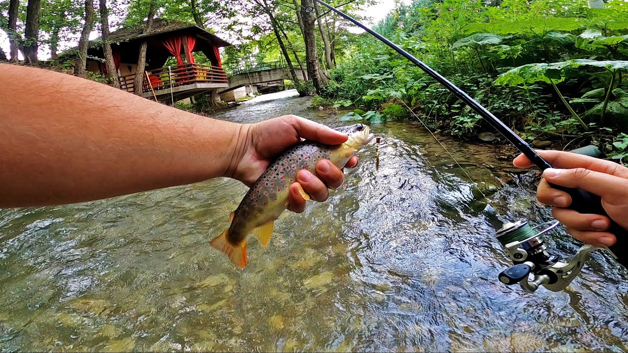 Varalicarenje Potocne i Kalifornijske Pastrmke - RIBA ZA RIBOM NA MEPPSA!