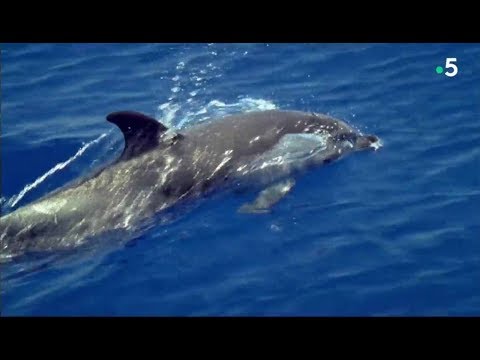 Vidéo: La Carcasse D'un Mammifère Marin échoué Sur Le Rivage Non Loin De Là - Vue Alternative