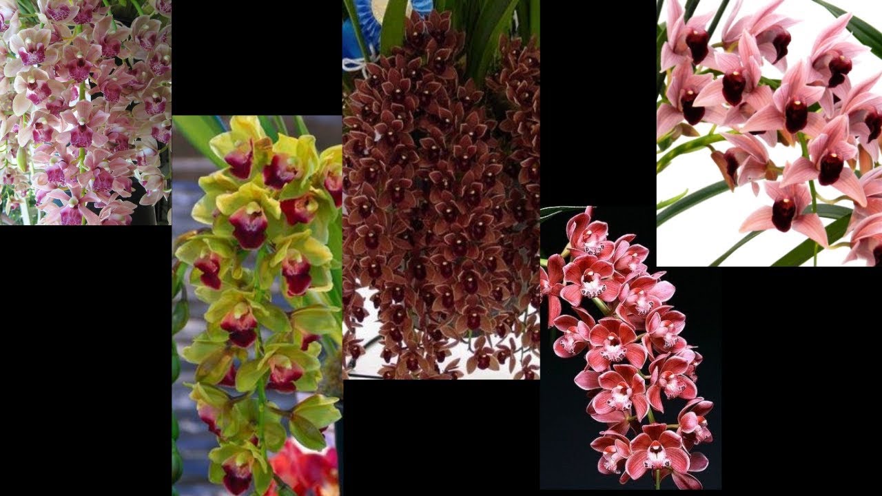 5 Orquídeas Cymbidium Pendente Raras NO MERCADO LIVRE - thptnganamst.edu.vn