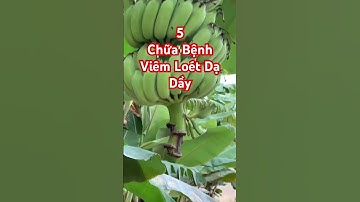 7 Tác dụng bất ngờ từ Chuối Xanh mà ít người biết đến #meodangian #baithuocdangian #sứckhỏe #shorts