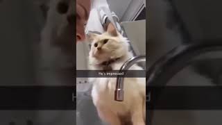 Кошки и собаки #funny #shortvideo #cat #pets #кот #приколы #животные #animals #собака #memes