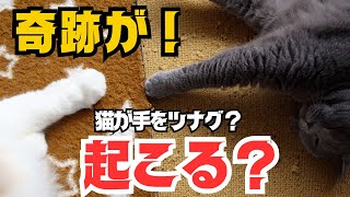 多頭飼育の幸せを噛み締める兄妹猫たちの可愛い瞬間！【ブリティッシュショートヘア】【スコティッシュフォールド】 by 今日も  ねこ曜日 524 views 1 month ago 5 minutes, 51 seconds