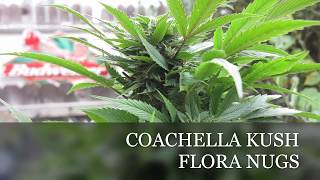 Flora nugs & seven leaf genetics the bigkush lat 33 coastal california