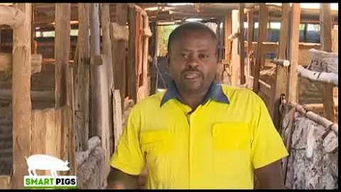 Pig farming the way to go - Kiambu part 1