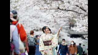 桜満開　観測史上最速に・京都