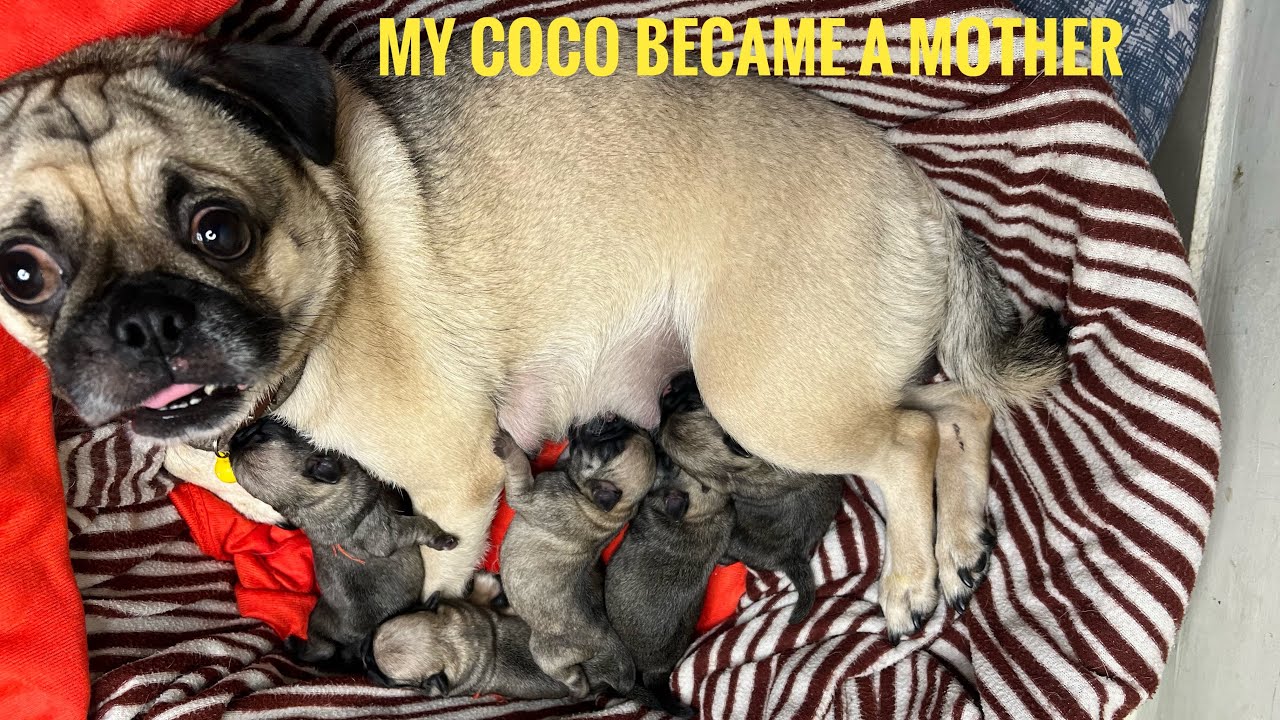Pug Mother Delivery | पग की डिलीवरी घर पर केसे करें | Pug delivery at home | 26-01-2023