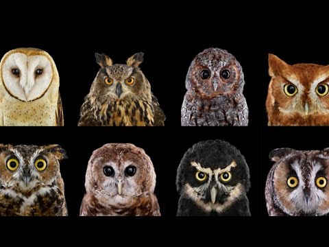 ஆந்தை || How Owl helps Engineer-க்கு உதவிய ஆந்தை||ஆந்தை