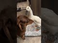 Milo loves annoying Rosie🤣 #ducks #dachshund #farm #pets #animals