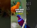 AVES MAIS BONITAS do BRASIL