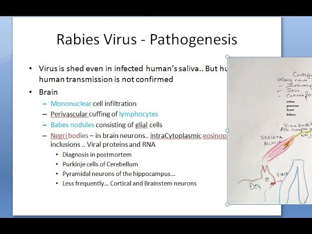 Aerophobia Rabies 10