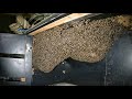 Bee rescue 61 | apis cerena | honey bee hive in shoe cabinet | YouTube