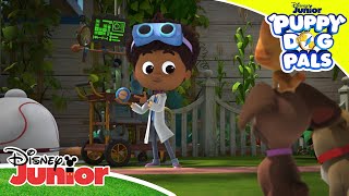 Wypadki Się Zdarzają Bingo I Rolly W Akcji Disney Junior Polska