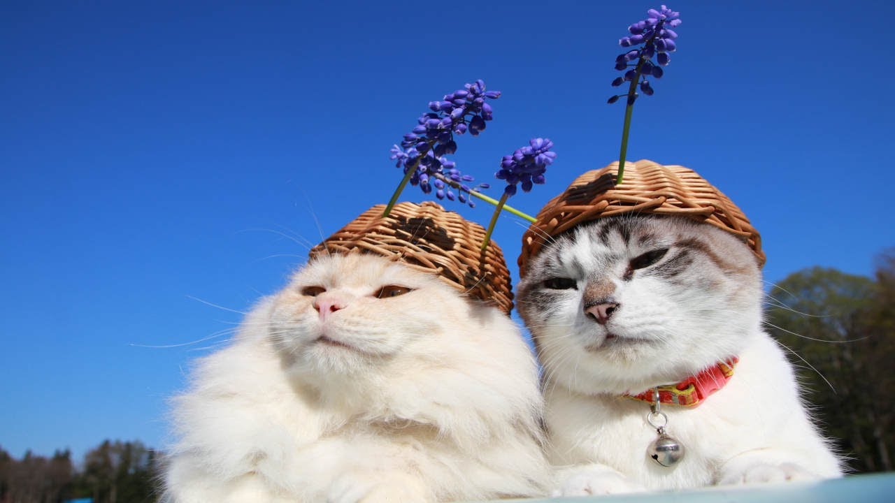 のせ猫 x むすかり 210516 - YouTube