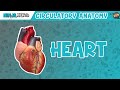 Cardiovascular | Anatomy of the Heart | Heart Model