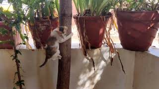 Kitten has become Monkey 🐵😂 by CAT Lover 76 views 2 years ago 1 minute, 56 seconds