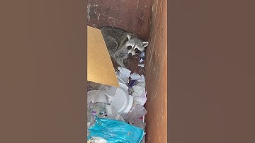A RACCOON IN THE DUMPSTER
