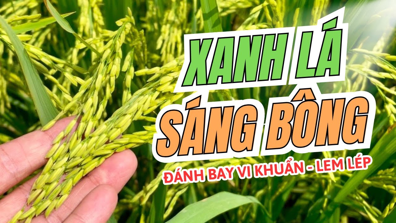 BÍ QUYẾT GIỮ BỘ LÁ ĐÒNG XANH MƯỚT - HẠT SÁNG VÀNG - KHẮC TINH CỦA ĐẠO ÔN, VI KHUẨN VÀ LEM LÉP HẠT