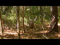 Sc deer dog drives 2021 big buck close 1023