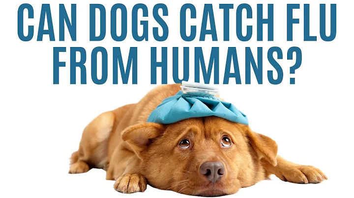 CAN DOGS CATCH THE FLU FROM HUMANS ?