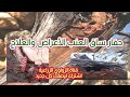حفار ساق العنب الأعراض والعلاج حصريا علي قناة الزواوي الزراعية حفار ساق العنب الأعراض والعلاج حصريا علي قناة الزواوي الزراعية