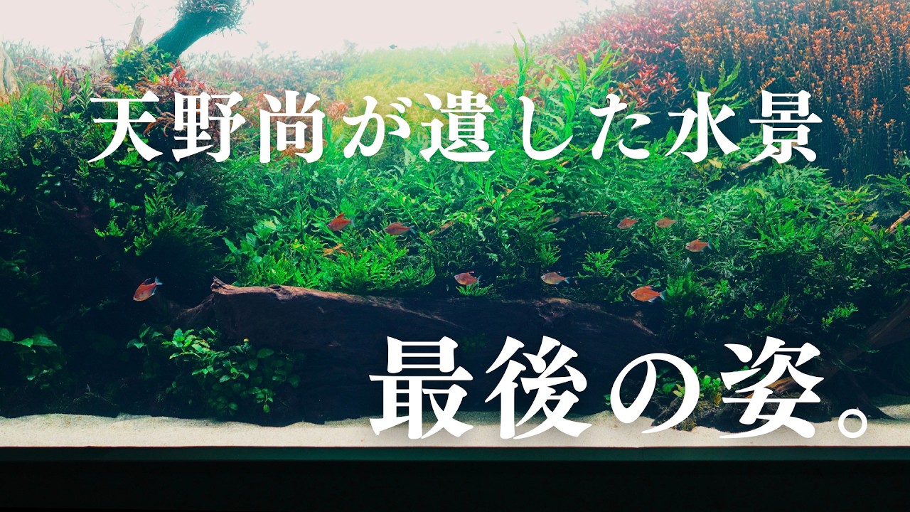 ADA リスボン海洋水族館　水景　ポスター　入手困難 ADA リスボン海洋水族館 水景 ポスター 入手困難 ADA リスボン海洋