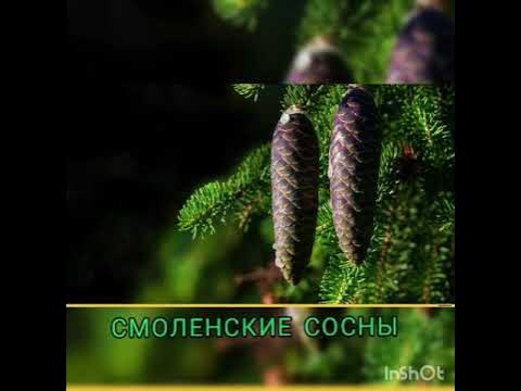 Сосны калинников. Есенин про сосну стихи. Песня сосны и ели. Песня сосны и ели. Песня сосны и ели.