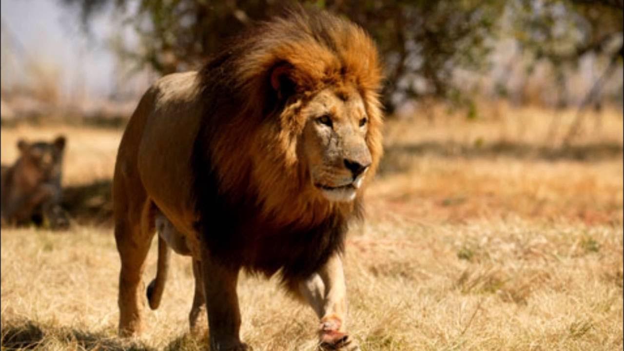 Preparing for Rulership 1&2 YouTube