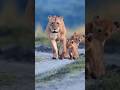 Nalaрџ Ѓрџ ёthe Gentle Goddess Of Rongai Lion Lioncubs Masaimara Wildlife Bigcat Nature Lions Nalaрџ Ѓрџ ёthe Gentle Goddess Of Rongai Lion Lioncubs Masaimara Wildlife Bigcat Nature Lions