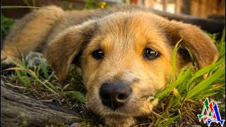 Бедный ПЁС, привязанный к дереву, ВИСЕЛ над обрывом и ХРИПЕЛ, цепляясь за ветки