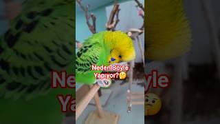 Erkek muhabbet kuşları neden böyle davranır? | Remzi artık büyüyor 🦜💛