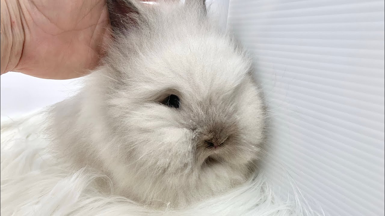 Smoke Point Rabbit Baby rabbit - lionhead smoke pearl point - YouTube